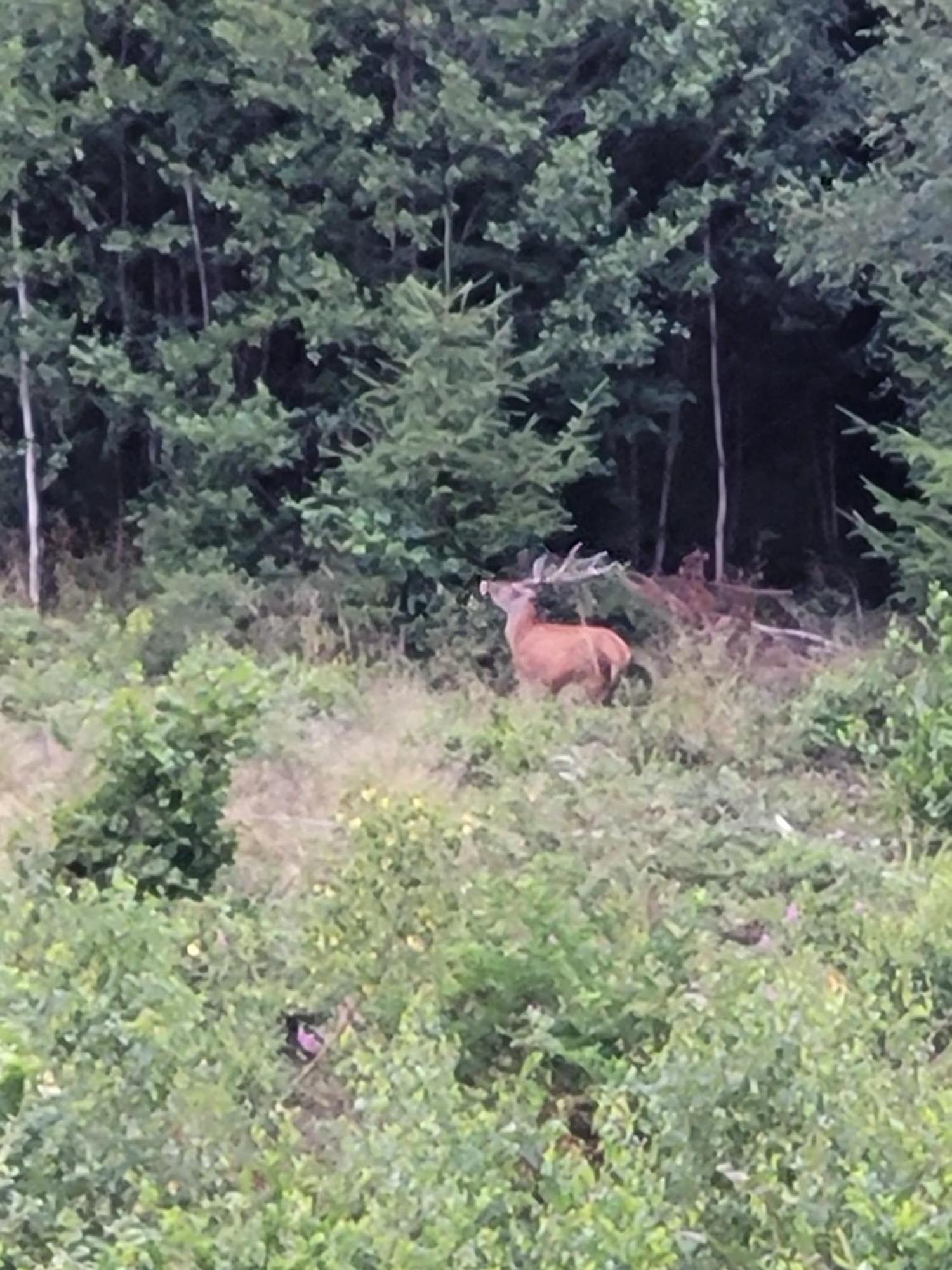 Gite Forestier Du Moulin Raon-sur-Plaine Kültér fotó