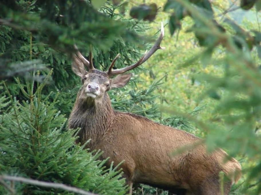 Gite Forestier Du Moulin Raon-sur-Plaine Kültér fotó