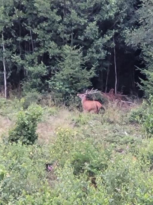 Gite Forestier Du Moulin Raon-sur-Plaine Kültér fotó
